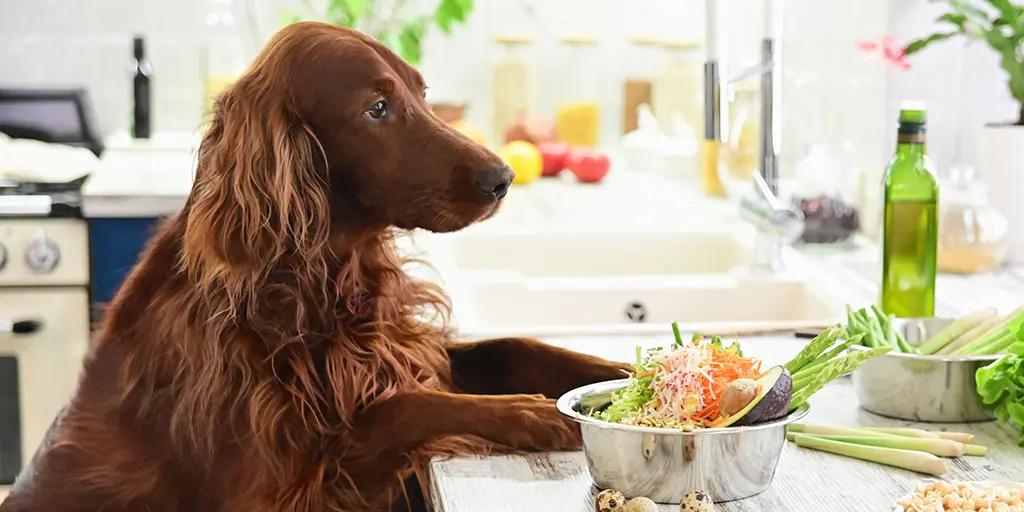 A large dog with its feet on a counter, looking at a dog food bowl of fresh vegetables.